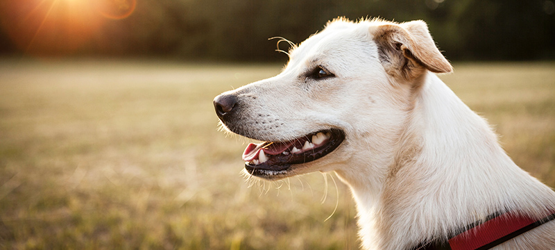 PetPace® and TelmyVet Partner to Revolutionize Canadian PetCare with AI- Powered Health Monitoring Collar and Turnkey Telemedicine for Vet Practices